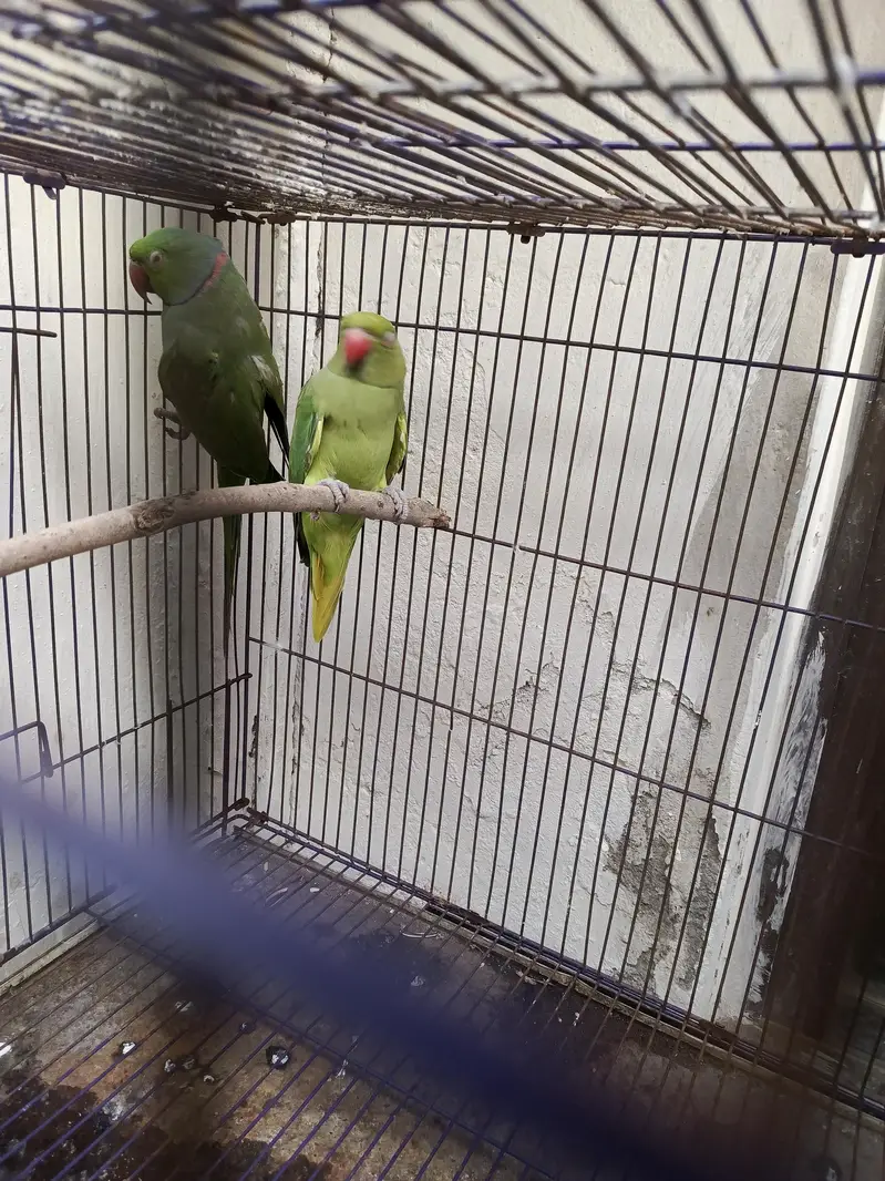 Indian Ring Neck Confirm Breeder pair — photo 8