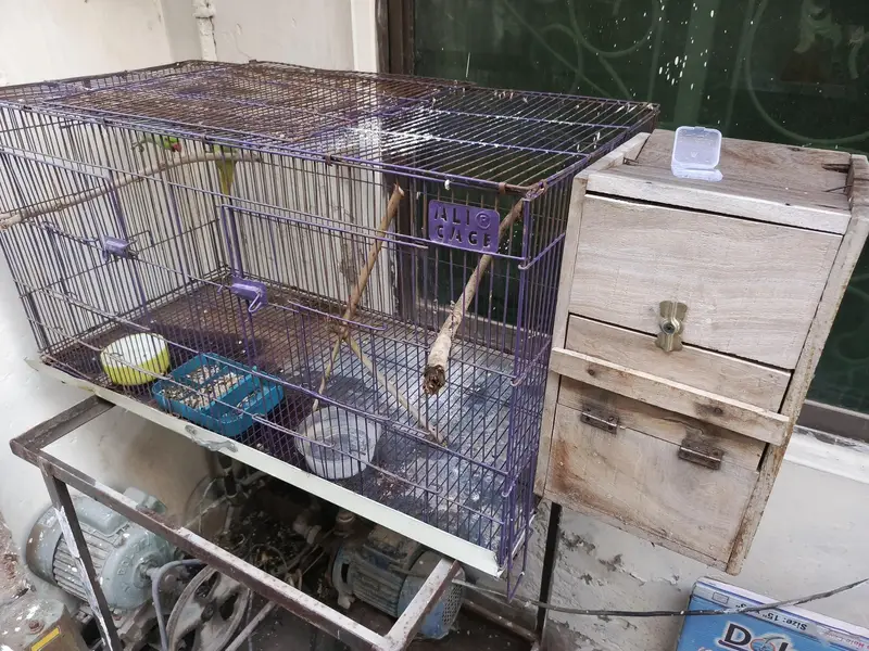 Indian Ring Neck Confirm Breeder pair — photo 9