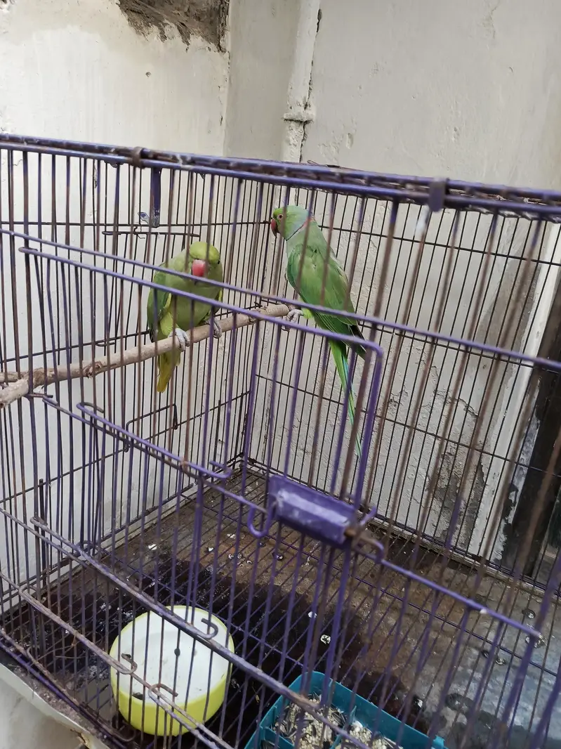 Indian Ring Neck Confirm Breeder pair — photo 10