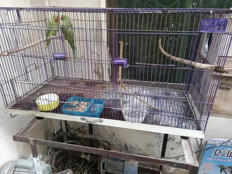 Indian Ring Neck Confirm Breeder pair — photo 11