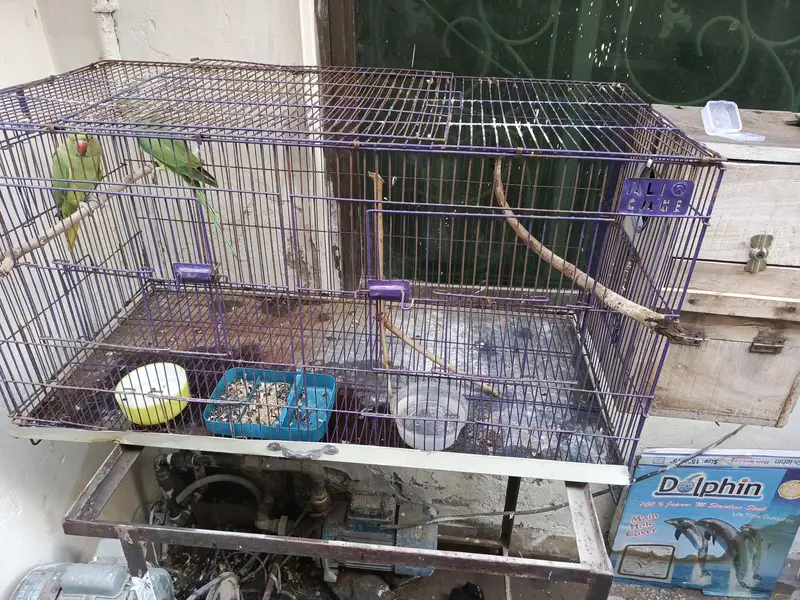 Indian Ring Neck Confirm Breeder pair — photo 12