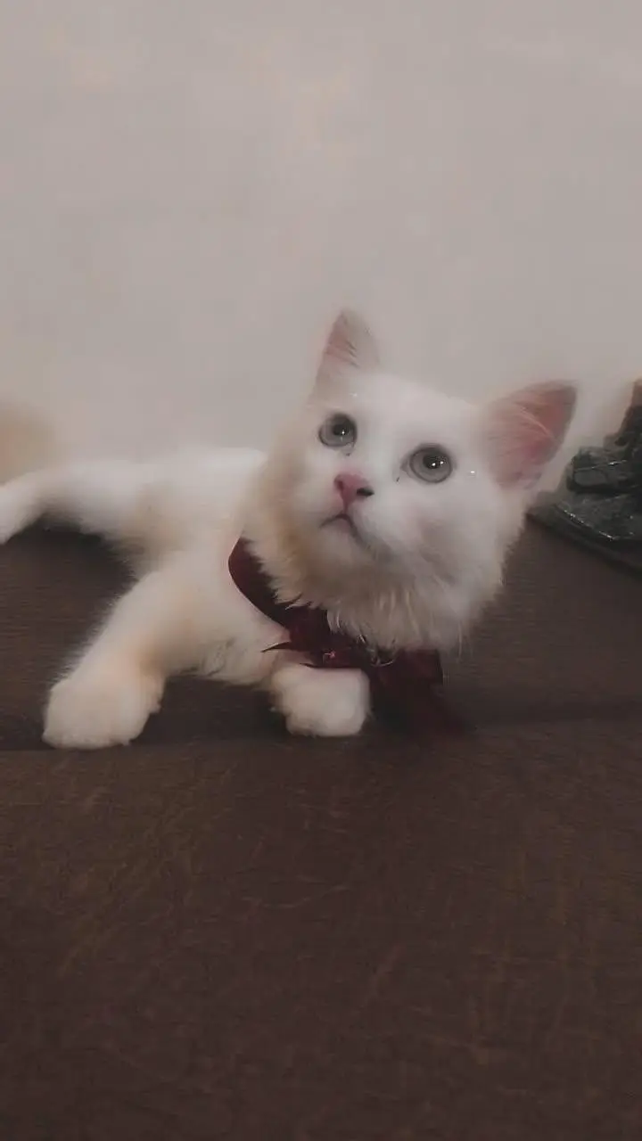 for sale kitten — photo 2