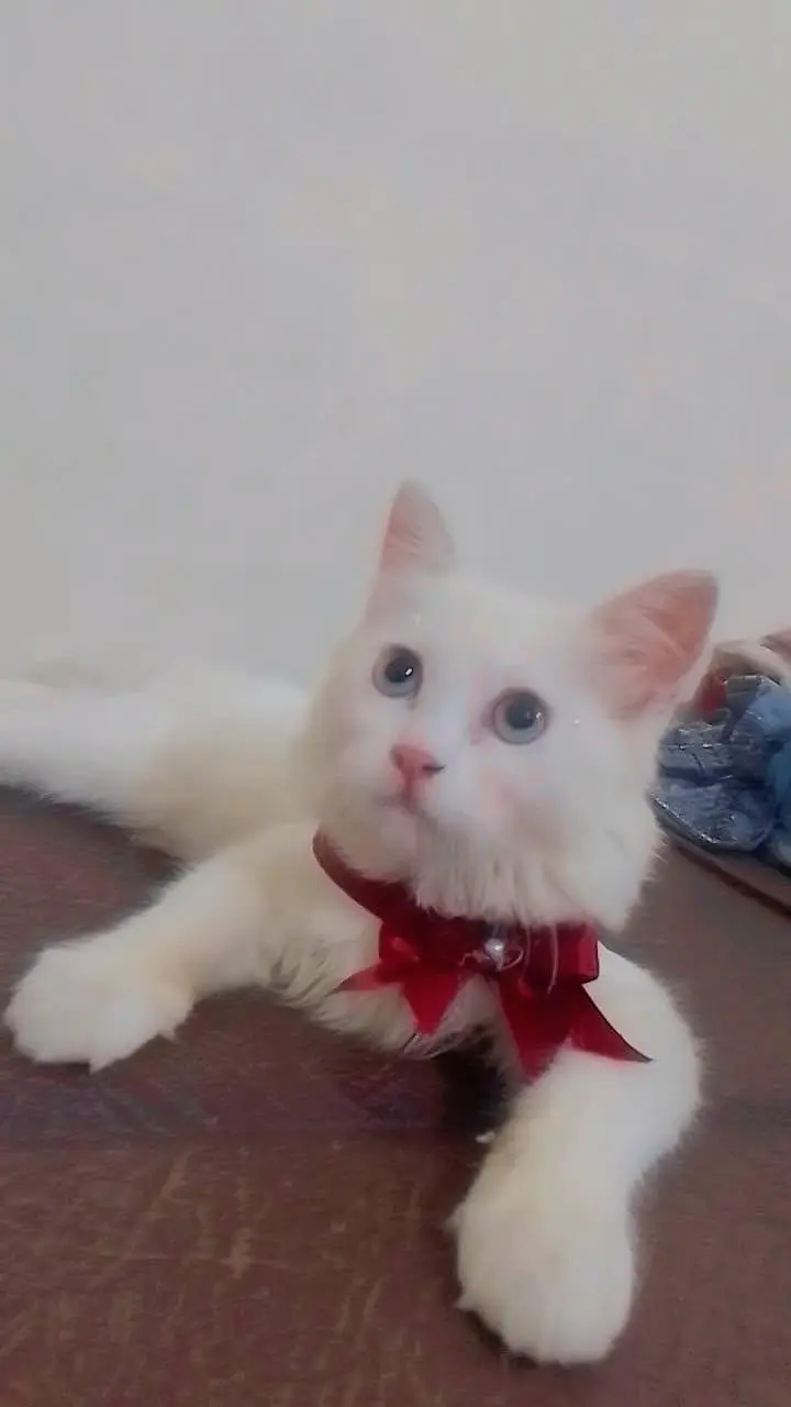 for sale kitten — photo 3