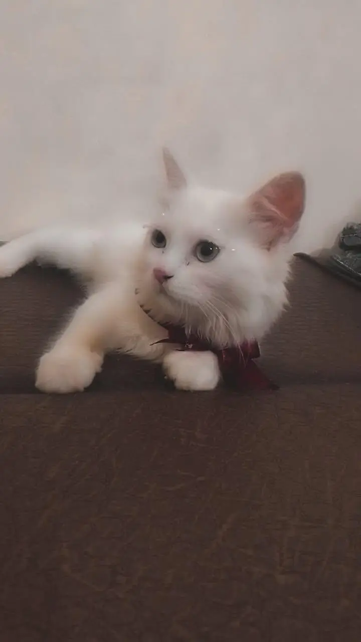 for sale kitten — photo 4