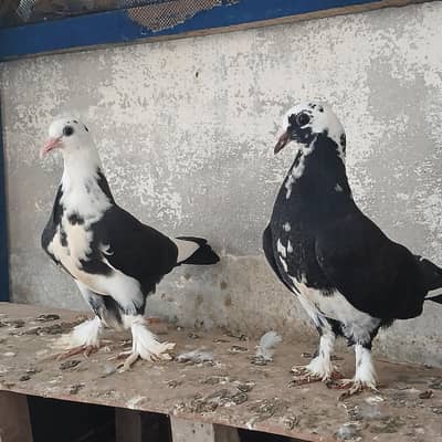 lukay pigeon beautiful pair