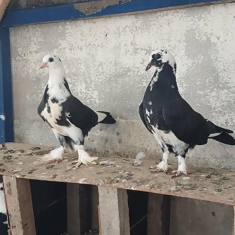 lukay pigeon beautiful pair — photo 2