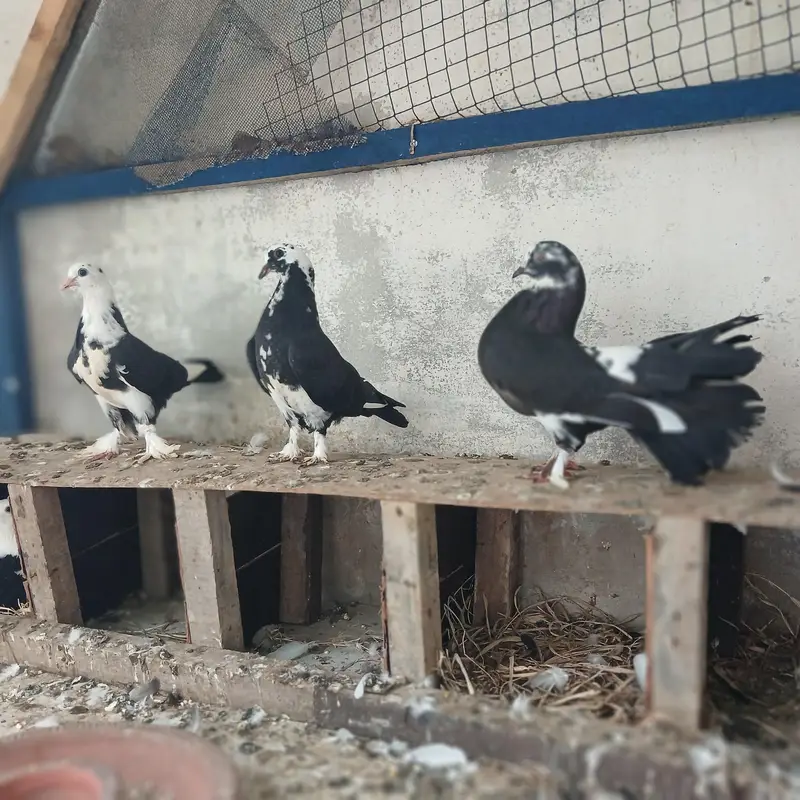 lukay pigeon beautiful pair — photo 3