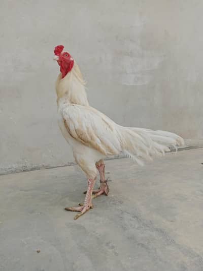 white aseel