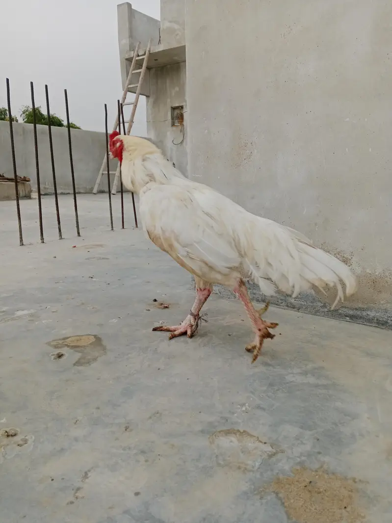 white aseel — photo 2