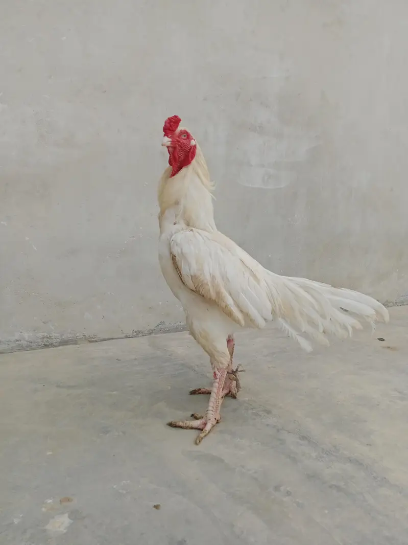 white aseel — photo 3