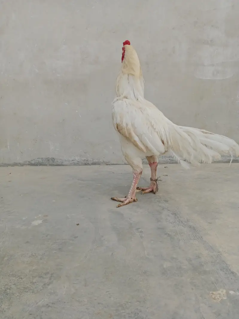 white aseel — photo 4