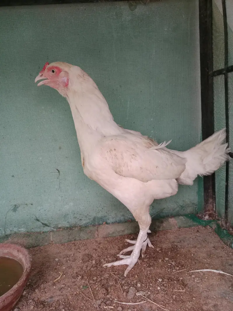 white aseel — photo 5