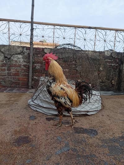 dasi murga or murgi hai Ghar ke palay howay hai