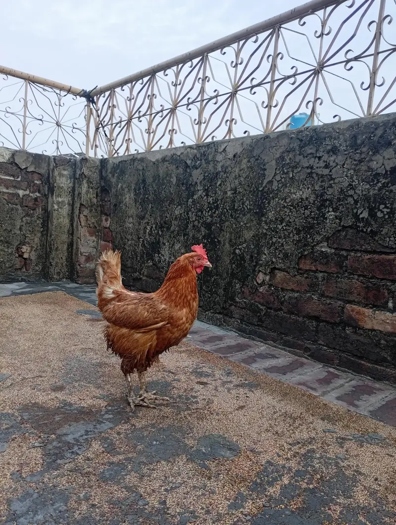dasi murga or murgi hai Ghar ke palay howay hai — photo 2