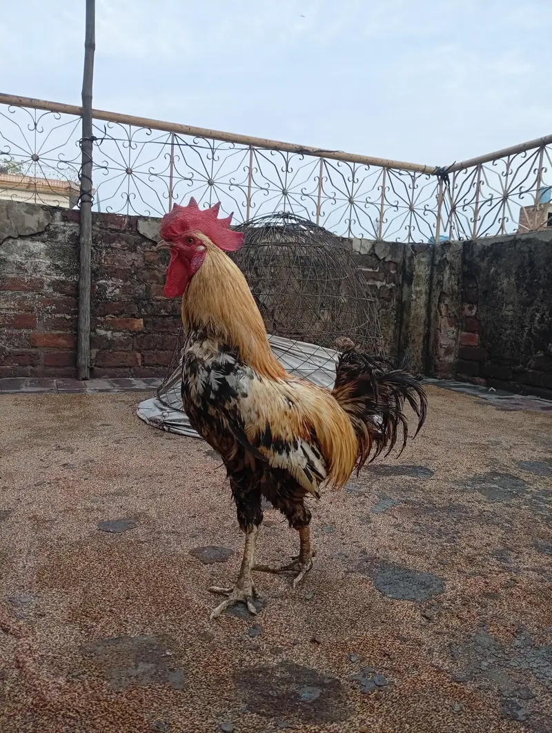 dasi murga or murgi hai Ghar ke palay howay hai — photo 3