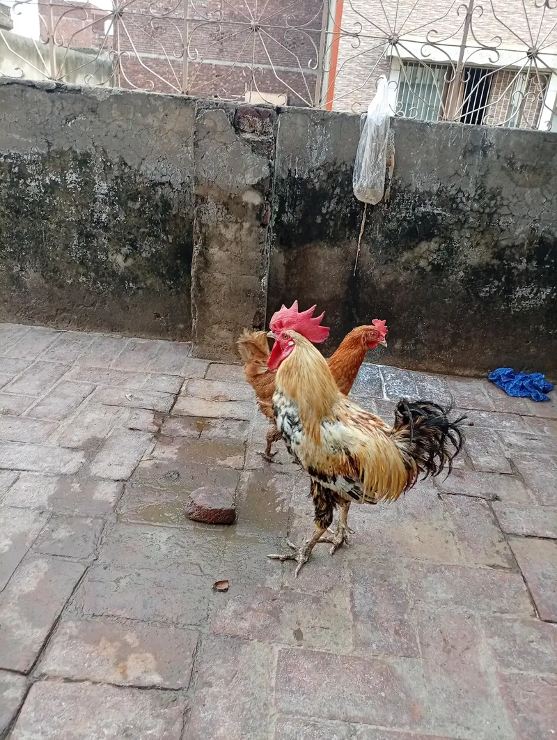 dasi murga or murgi hai Ghar ke palay howay hai — photo 4