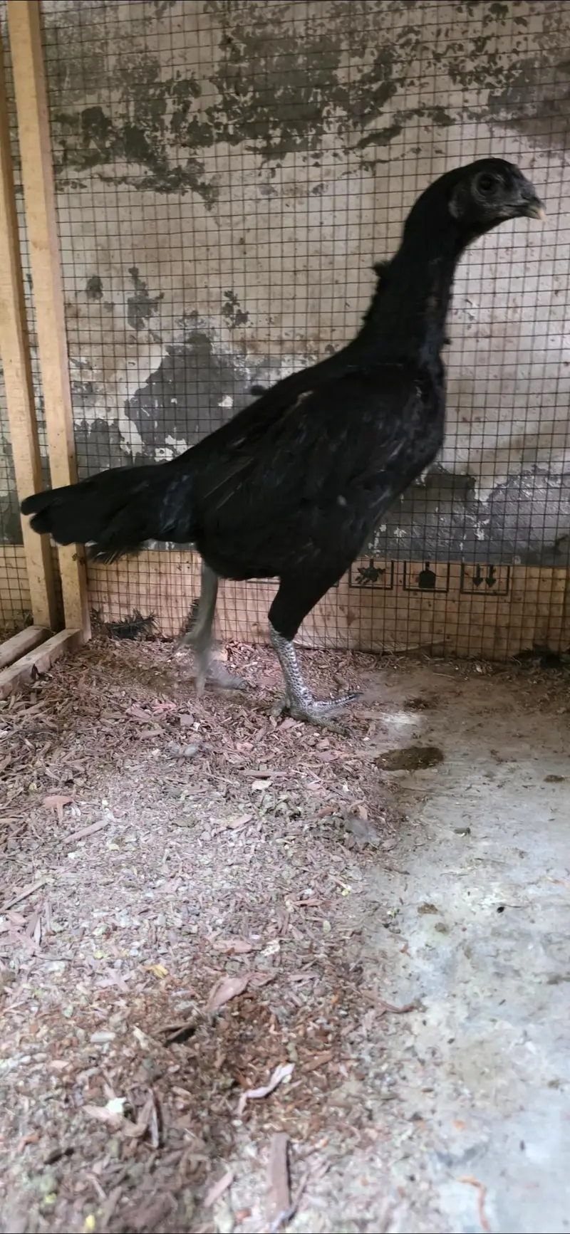 Dragon Aseel Pure — photo 3