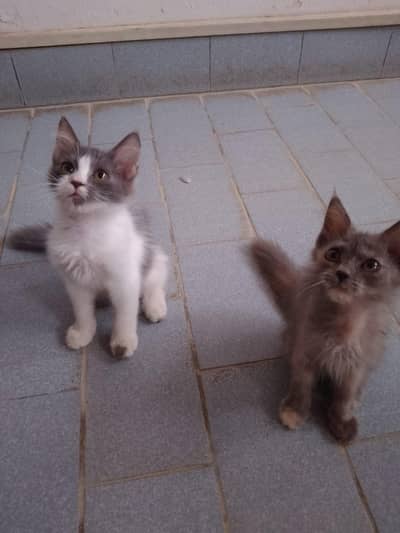 Persian kitten for sale