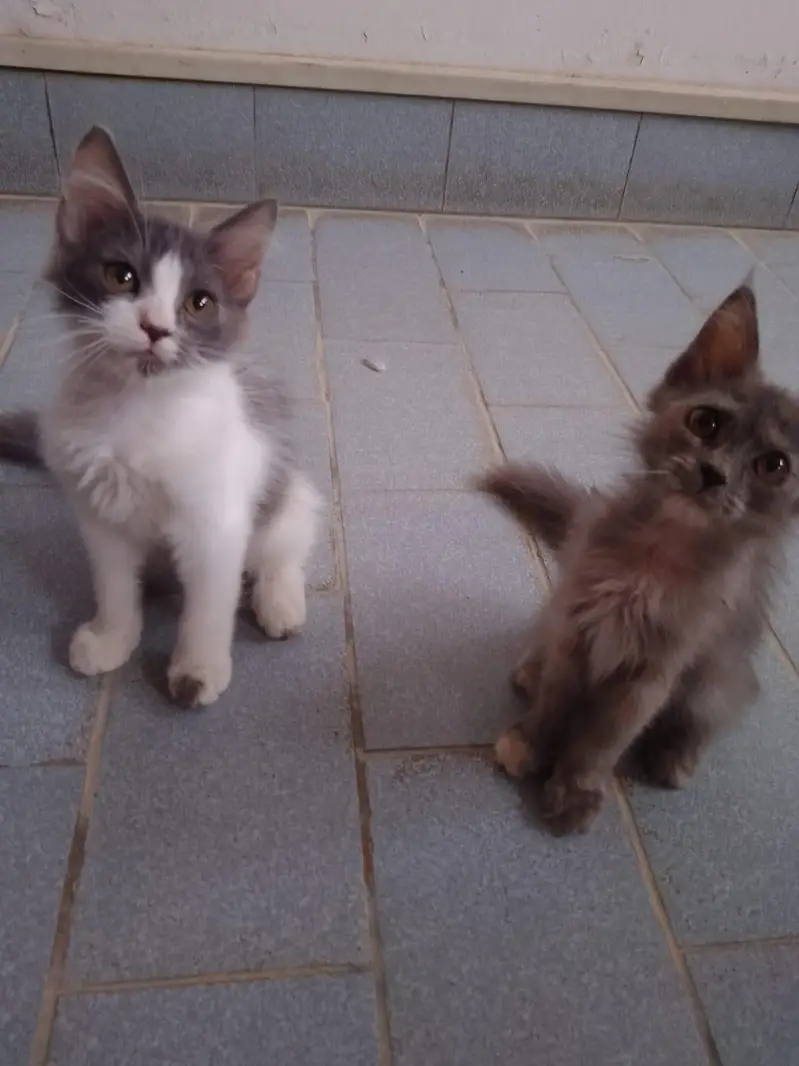 Persian kitten for sale — photo 2
