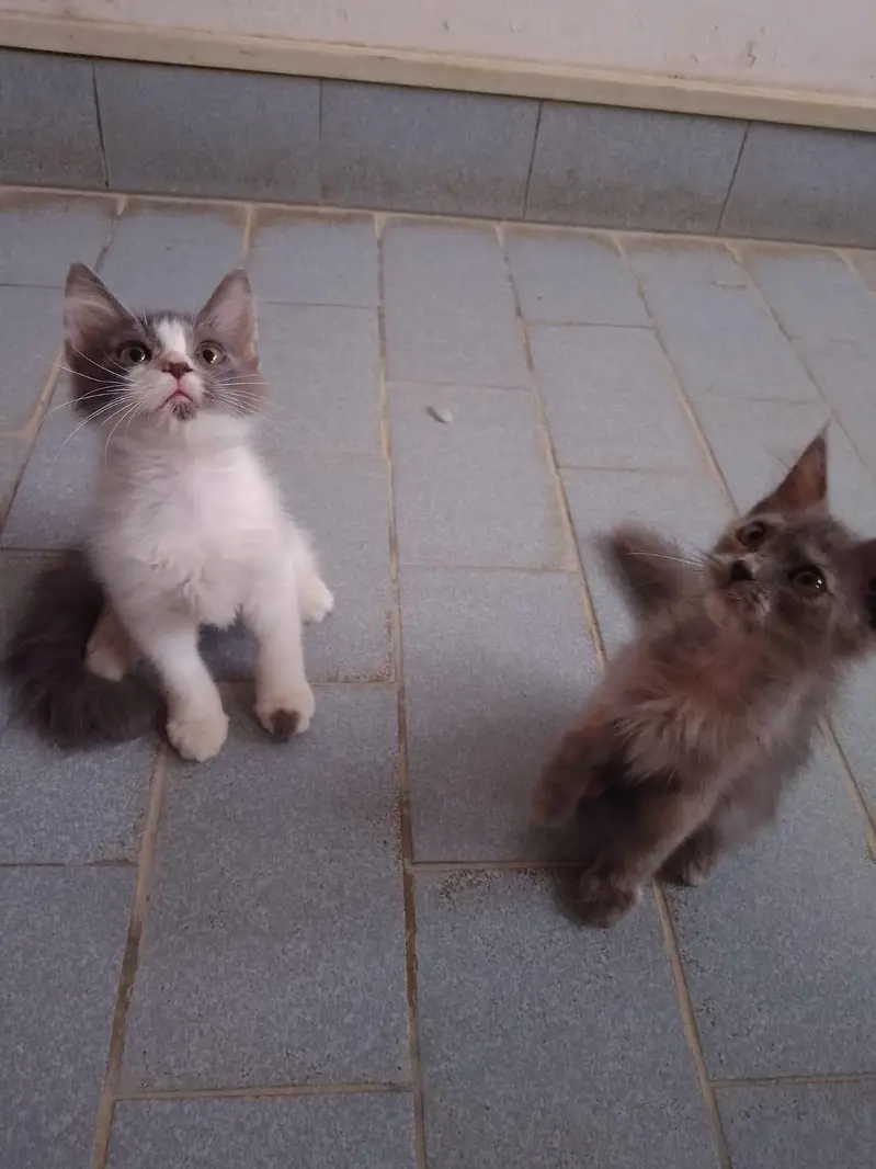 Persian kitten for sale — photo 3