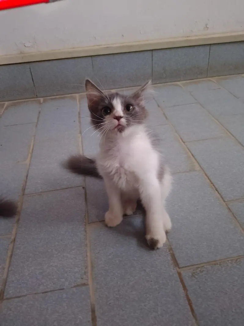 Persian kitten for sale — photo 5