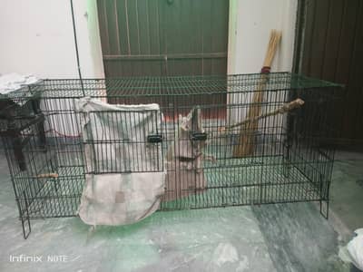Parrot cage