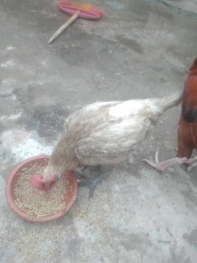4 desi hens for urgent sale bilkul theek hain hum sari sale kar rahay