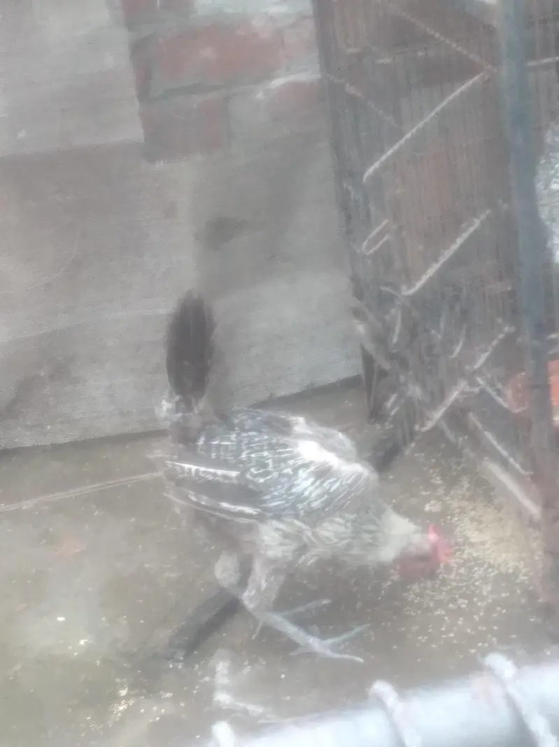 4 desi hens for urgent sale bilkul theek hain hum sari sale kar rahay — photo 2