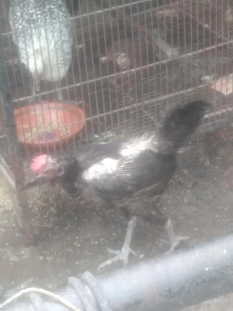 4 desi hens for urgent sale bilkul theek hain hum sari sale kar rahay — photo 3