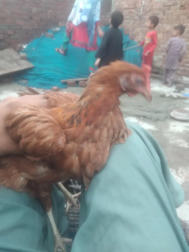 4 desi hens for urgent sale bilkul theek hain hum sari sale kar rahay — photo 4