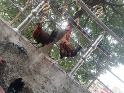 3 golden misri hens for very urgent sale in very very less price