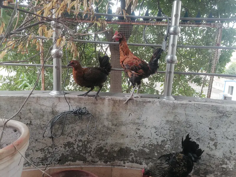 3 golden misri hens for very urgent sale in very very less price — photo 2