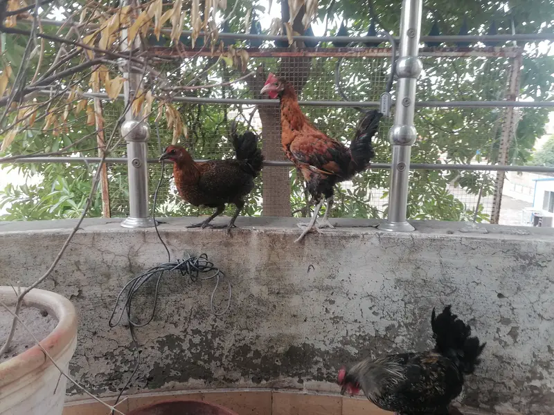 3 golden misri hens for very urgent sale in very very less price — photo 3