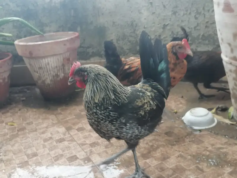 3 golden misri hens for very urgent sale in very very less price — photo 4