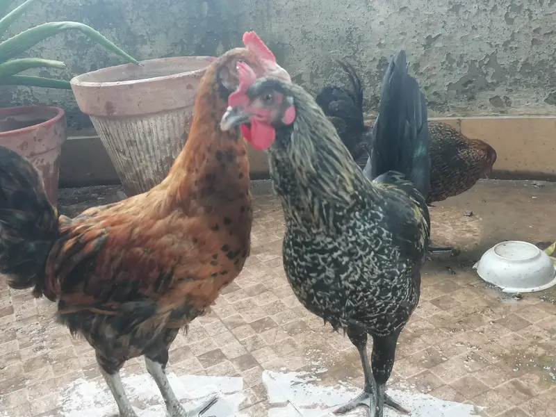 3 golden misri hens for very urgent sale in very very less price — photo 5