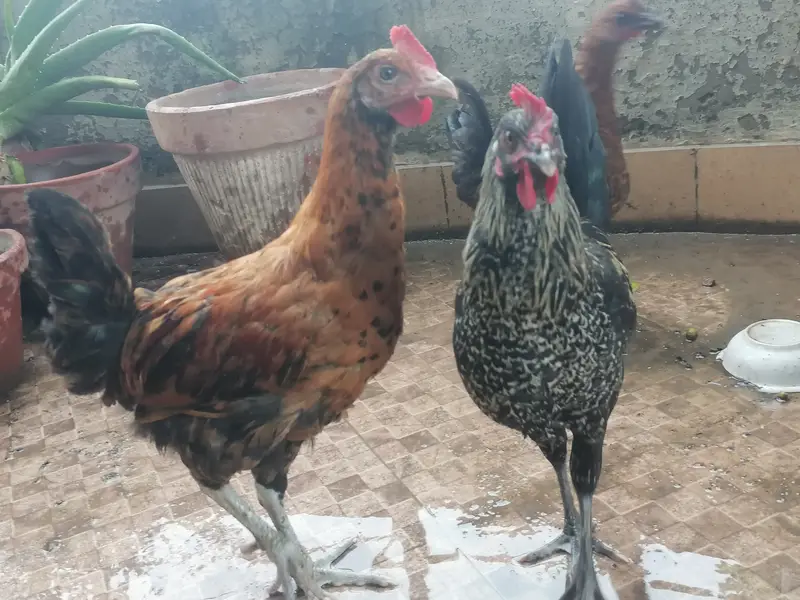 3 golden misri hens for very urgent sale in very very less price — photo 6