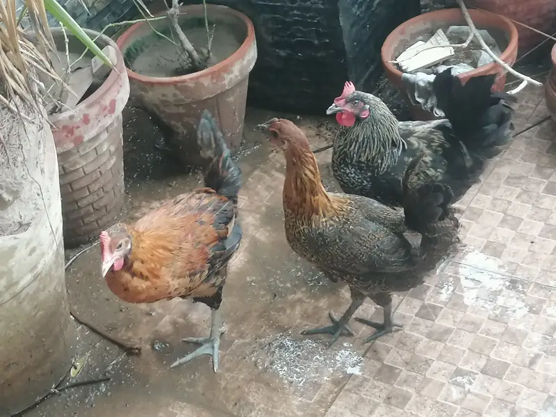 3 golden misri hens for very urgent sale in very very less price — photo 7