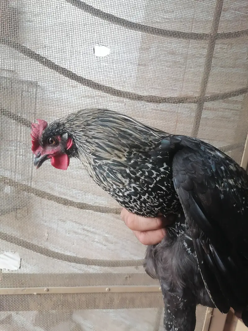 3 golden misri hens for very urgent sale in very very less price — photo 8