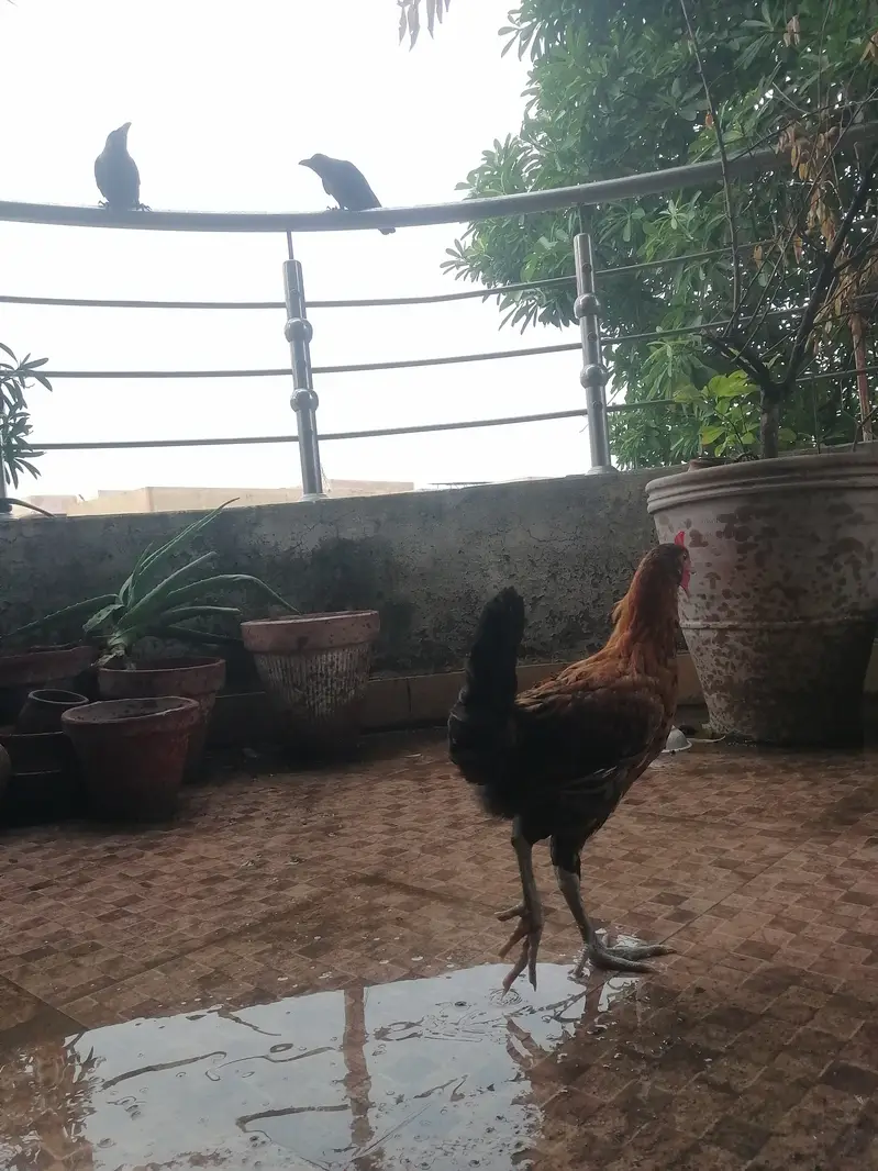 3 golden misri hens for very urgent sale in very very less price — photo 9