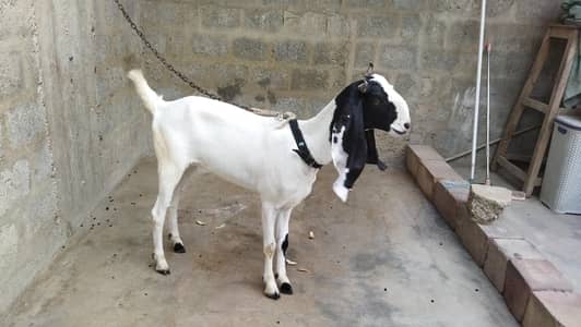Nawabshah Breed Bakri