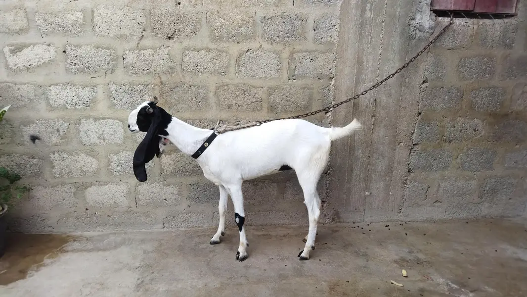 Nawabshah Breed Bakri — photo 2