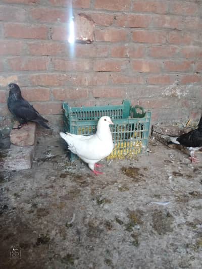 king size white breeder female exchange possible