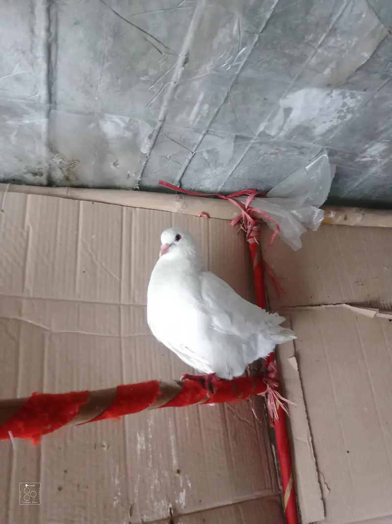 king size white breeder female exchange possible — photo 4