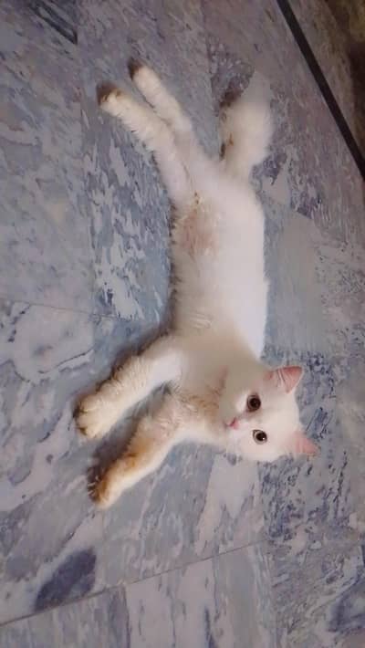 Persian male cat 