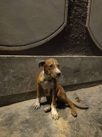amerian pitbull vaccation complete done