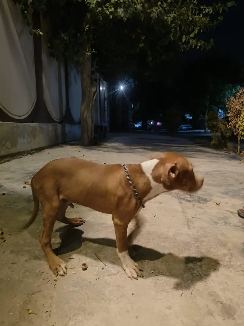 amerian pitbull vaccation complete done — photo 2