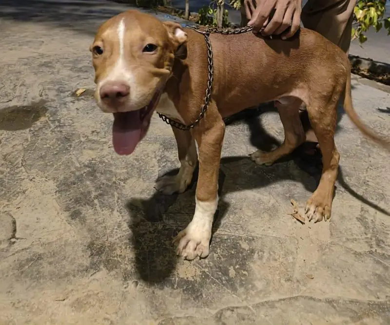 amerian pitbull vaccation complete done — photo 3