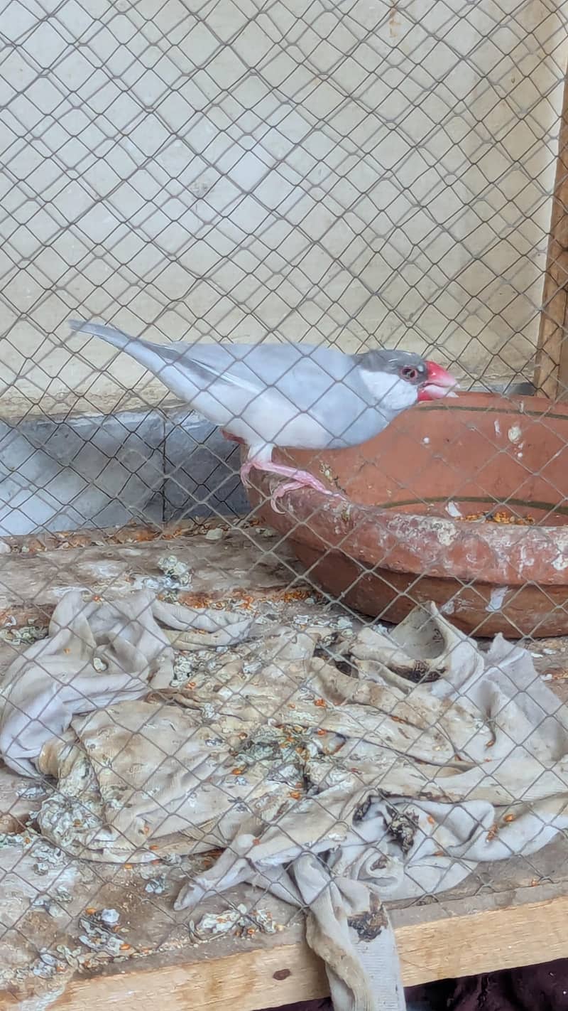 Breeder Finch Silver Java 0