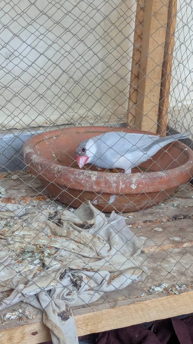 Breeder Finch Silver Java 1