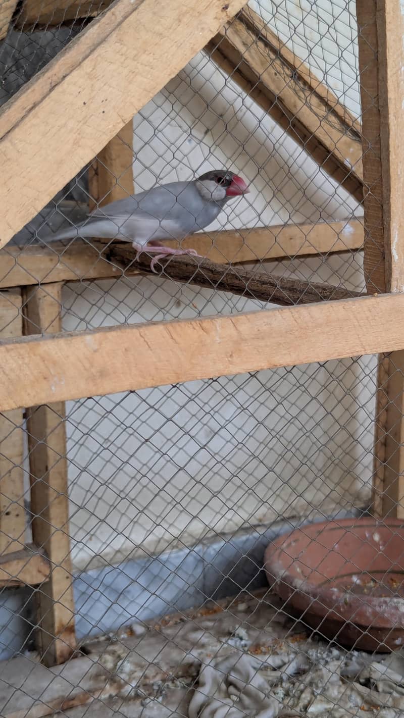 Breeder Finch Silver Java 2